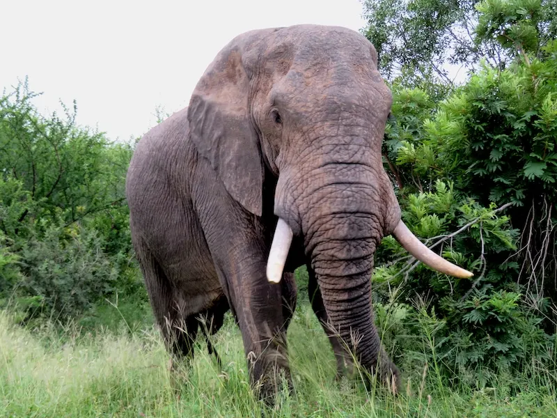 Ein Elefant steht vor grünen Büschen.